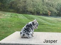 Jasper, a male French Bulldog for sale in Sugarcreek, OH – Photo 2 of 5