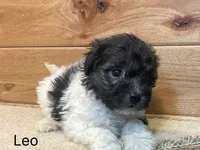 Leo, a male Havanese for sale in Sugarcreek, OH – 2 of 4