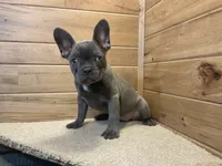 Norah, a female French Bulldog for sale in Sugarcreek, OH – 5 of 5