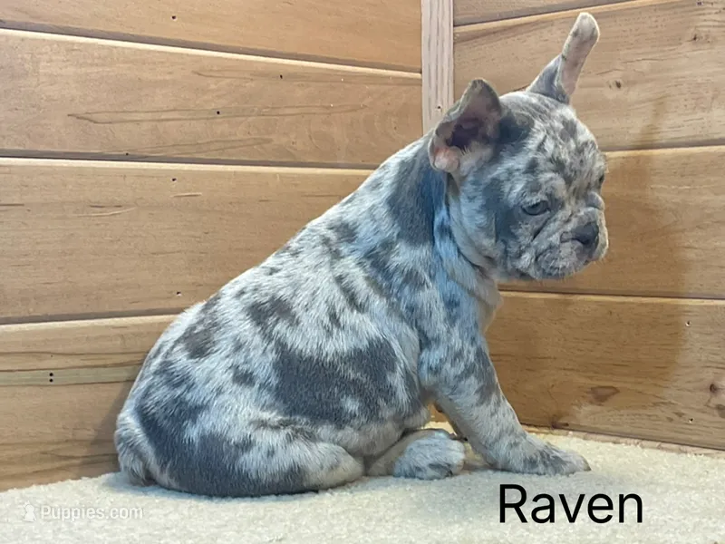 Raven – French Bulldog puppy for sale in Sugarcreek, OH