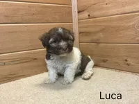 Luca, a male Havanese for sale in Sugarcreek, OH – 3 of 3