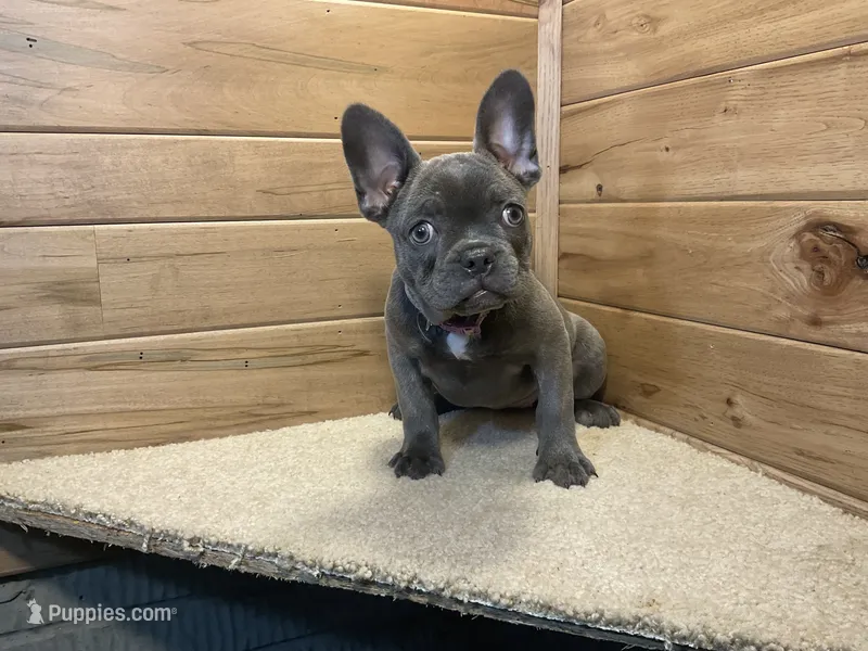 Norah – French Bulldog puppy for sale in Sugarcreek, OH