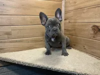 Norah, a female French Bulldog for sale in Sugarcreek, OH – 1 of 5
