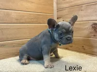Lexie, a female French Bulldog for sale in Sugarcreek, OH – 2 of 4
