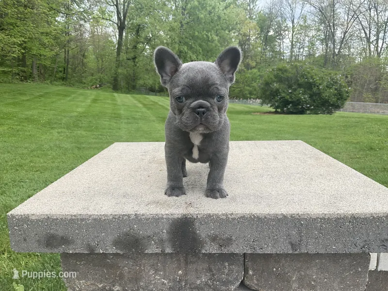 Grace – French Bulldog puppy for sale in Sugarcreek, OH