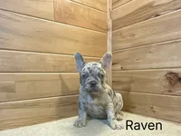 Raven, a male French Bulldog for sale in Sugarcreek, OH – 3 of 4