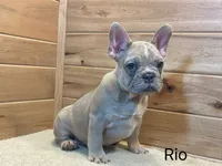 Rio, a female French Bulldog for sale in Sugarcreek, OH – 1 of 4