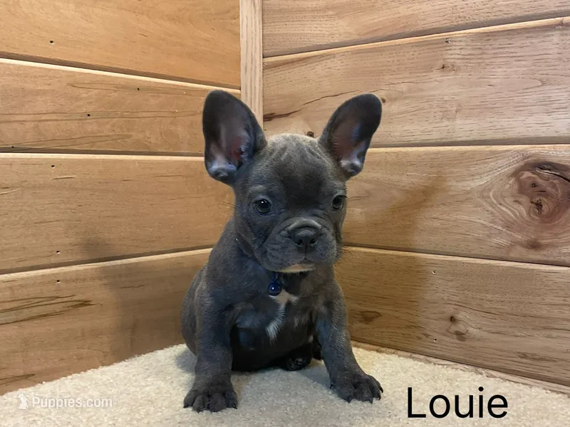 Louie – French Bulldog puppy for sale in Sugarcreek, OH