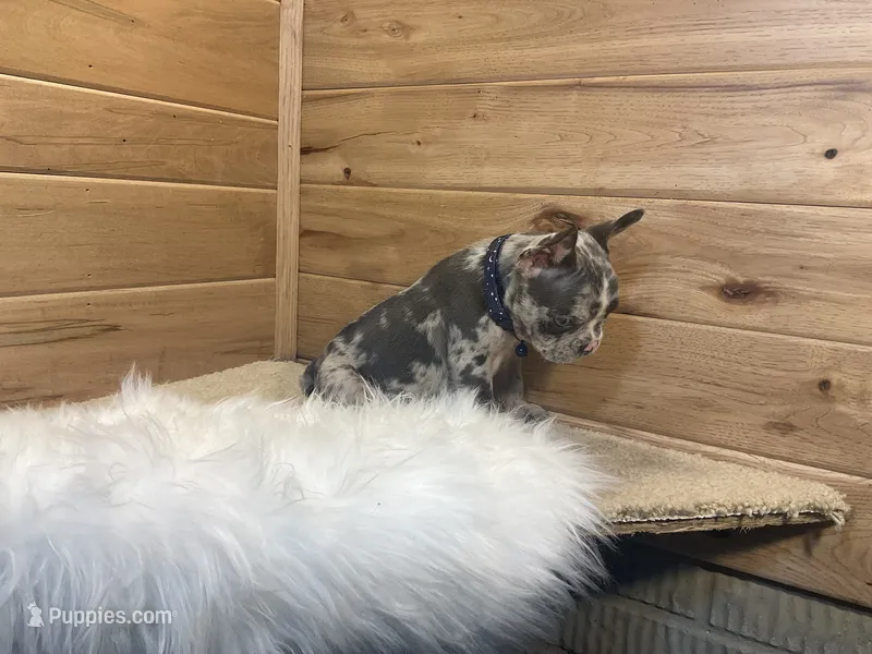 Bently – French Bulldog puppy for sale in Sugarcreek, OH