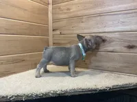 Bailey, a female French Bulldog for sale in Sugarcreek, OH – 5 of 5