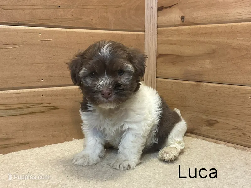 Luca – Havanese puppy for sale in Sugarcreek, OH
