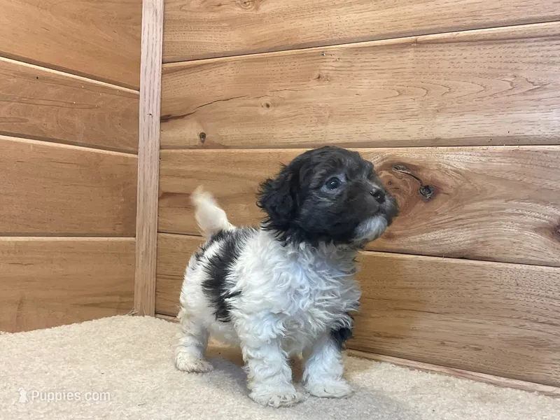 Leo – Havanese puppy for sale in Sugarcreek, OH
