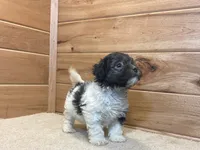 Leo, a male Havanese for sale in Sugarcreek, OH – 1 of 4