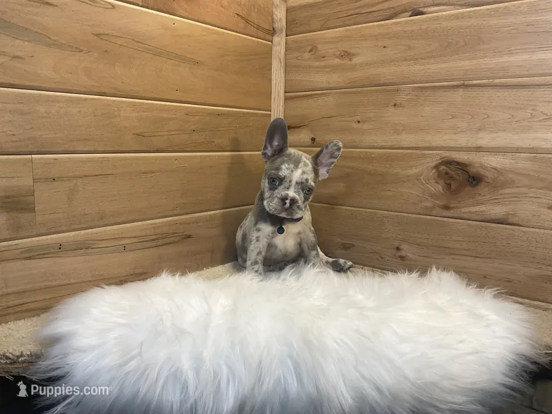 Boone – French Bulldog puppy for sale in Sugarcreek, OH