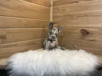 Boone, a male French Bulldog for sale in Sugarcreek, OH – 1 of 6