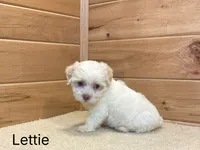 Lettie, a female Havanese for sale in Sugarcreek, OH – 2 of 2