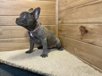 Norah, a female French Bulldog for sale in Sugarcreek, OH – 3 of 5