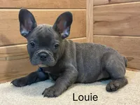 Louie, a female French Bulldog for sale in Sugarcreek, OH – 3 of 4