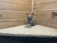 Brinley, a female French Bulldog for sale in Sugarcreek, OH – 4 of 4