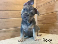 Roxy, a female French Bulldog for sale in Sugarcreek, OH – 3 of 4