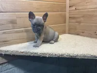 Blaire, a female French Bulldog for sale in Sugarcreek, OH – 2 of 5