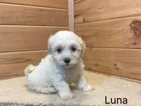 Luna, a female Havanese for sale in Sugarcreek, OH – 2 of 2
