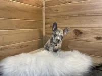 Boone, a male French Bulldog for sale in Sugarcreek, OH – 4 of 6