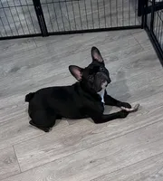 Journey, a female French Bulldog for sale in Washington, DC – 5 of 7