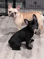 Journey, a female French Bulldog for sale in Washington, DC – 6 of 7