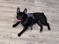 Journey, a female French Bulldog for sale in Washington, DC – 2 of 7