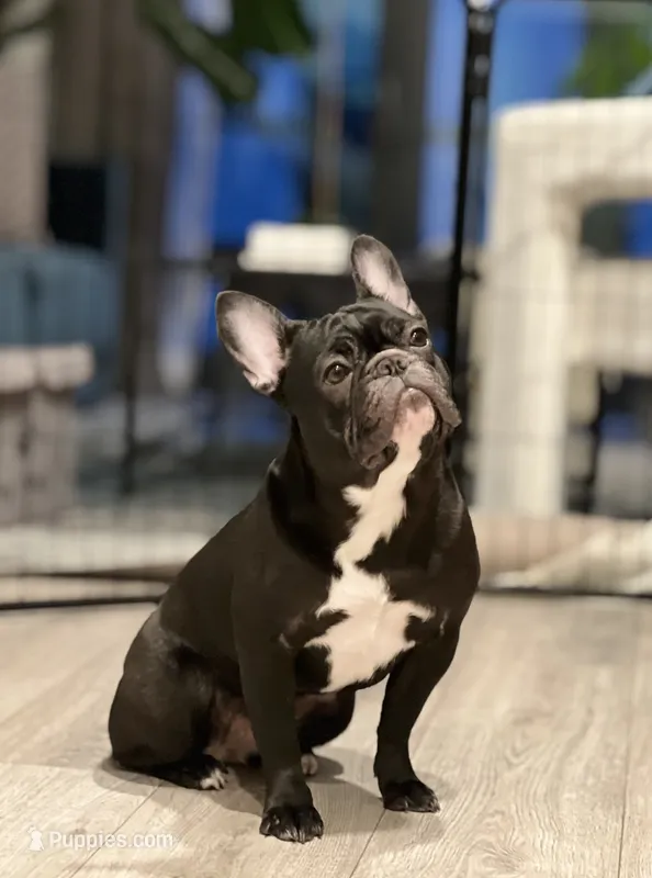 Journey – French Bulldog puppy for sale in Washington, DC