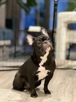 Journey, a female French Bulldog for sale in Washington, DC – 1 of 7
