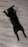 Journey, a female French Bulldog for sale in Washington, DC – 3 of 7