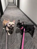 Journey, a female French Bulldog for sale in Washington, DC – 4 of 7