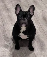 Journey, a female French Bulldog for sale in Washington, DC – 7 of 7