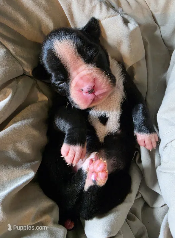 Teala – Boxer puppy for sale in Sparta, IL