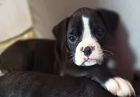 Teala, a female Boxer for sale in Sparta, IL – 6 of 10