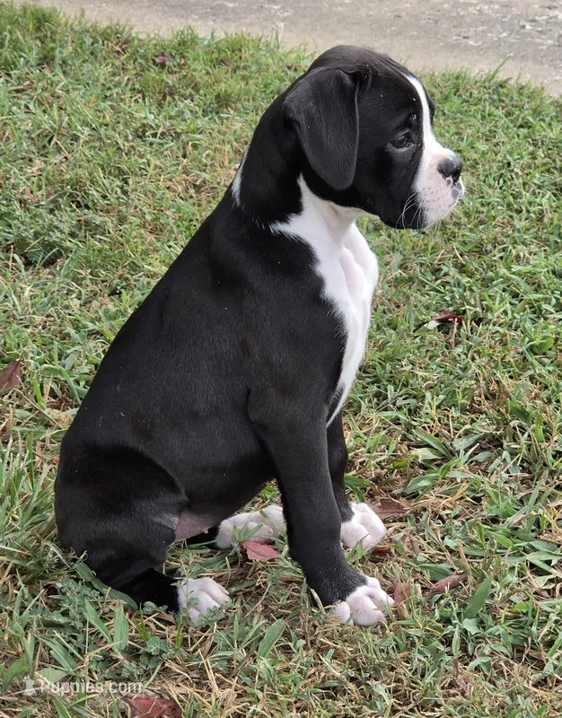 Reduced/Teala – Boxer puppy on hold in Sparta, IL