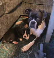 Teala, a female Boxer for sale in Sparta, IL – 5 of 10