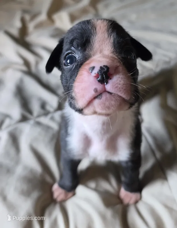 Teala – Boxer puppy for sale in Sparta, IL