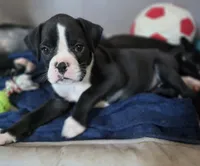 Teala, a female Boxer for sale in Sparta, IL – 8 of 10