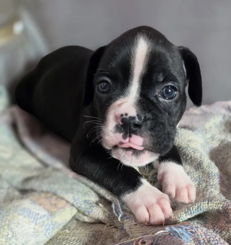 Tess – Boxer puppy for sale in Sparta, IL