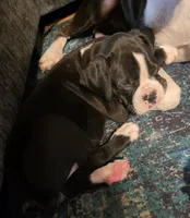 Teala, a female Boxer for sale in Sparta, IL – 3 of 10