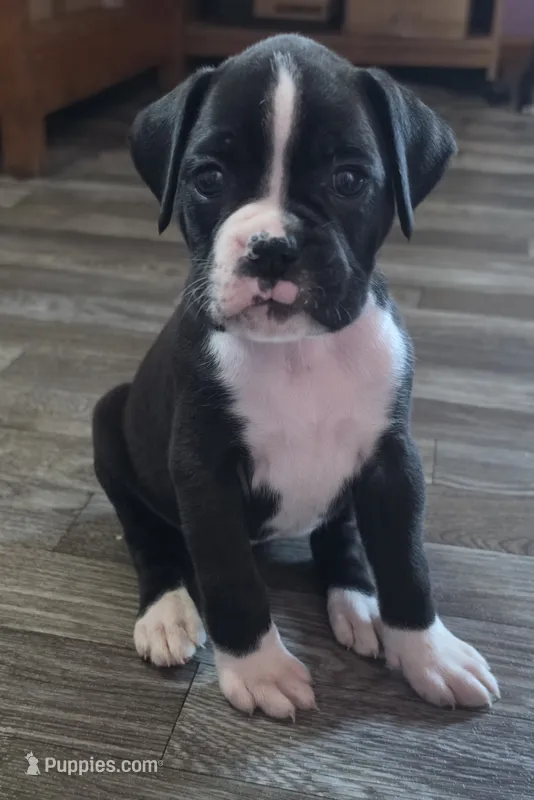 Tess – Boxer puppy for sale in Sparta, IL