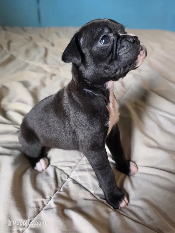 Ramona – Boxer puppy for sale in Sparta, IL