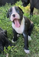 Teala, a female Boxer for sale in Sparta, IL – 8 of 10