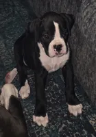 Teala, a female Boxer for sale in Sparta, IL – 2 of 10