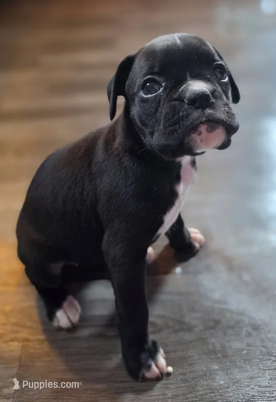 Ramona – Boxer puppy for sale in Sparta, IL