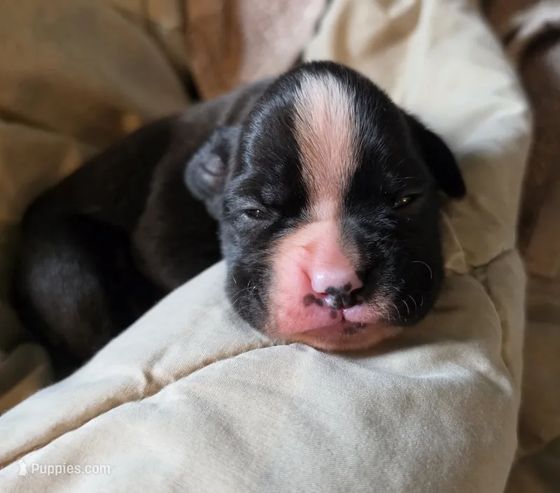 Tess – Boxer puppy for sale in Sparta, IL