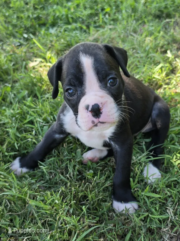 Teala – Boxer puppy for sale in Sparta, IL